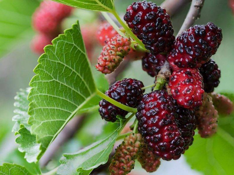 Шелковица купить саженцы из питомнике в Первоуральске