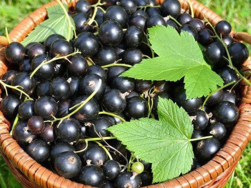 Смородина купить саженцы из питомника в Первоуральске