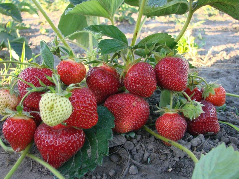 Клубника купить саженцы из питомника в Первоуральске