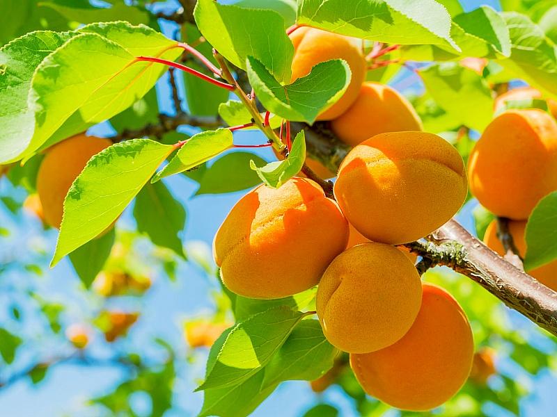 Абрикос купить саженцы из питомнике в Первоуральске