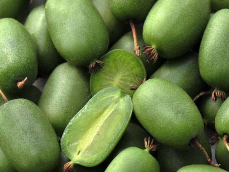 Актинидия купить саженцы из питомнике в Первоуральске