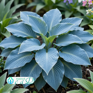 Хоста "БЛЮ ЭНДЖЕЛ"