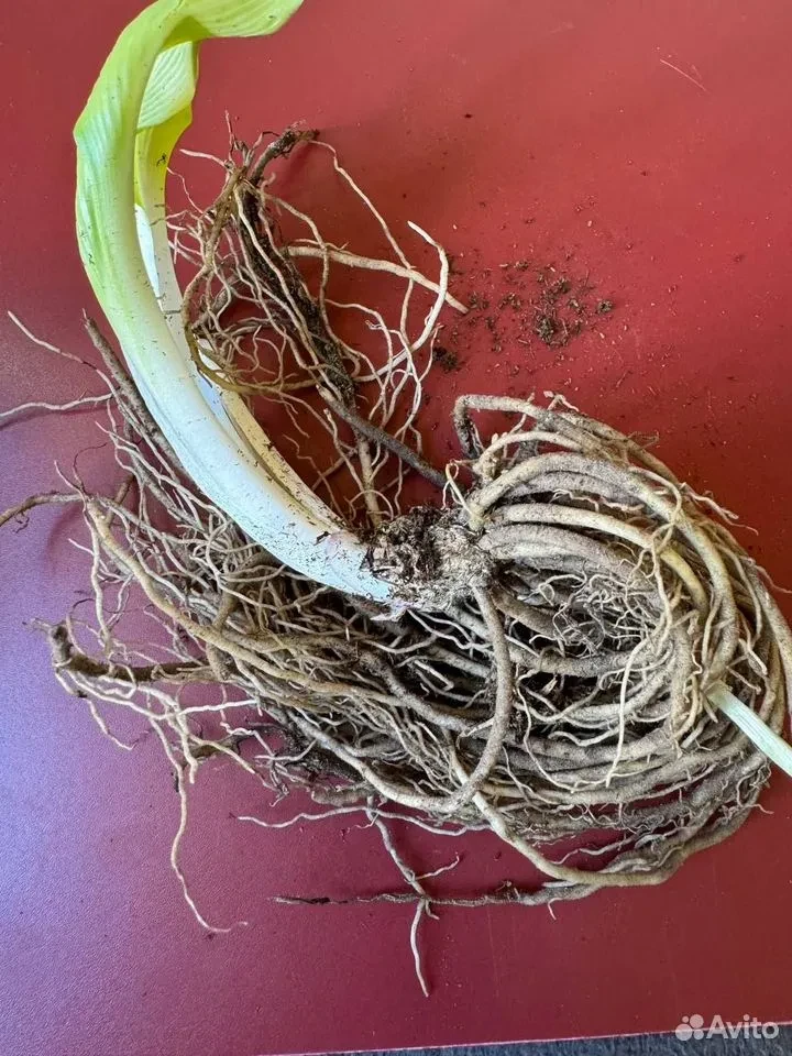 Хоста "ДЖУРАСИК ПАРК"