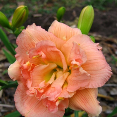 Лилейник "СИЛОАМ ДАБЛ КЛАССИК"