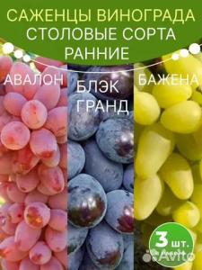 Виноград саженцы комплект  Авалон, Блэк Гранд, Бажена 3 шт.