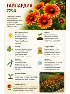 Гайлардия Янтарь многолетние цветы саженец 1 шт