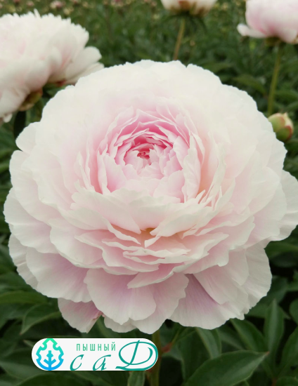 Пион "КОРИНА ВЕРСАН"