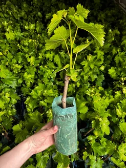 Виноград "АМЕТИСТ НОВОЧЕРКАССКИЙ" ранний