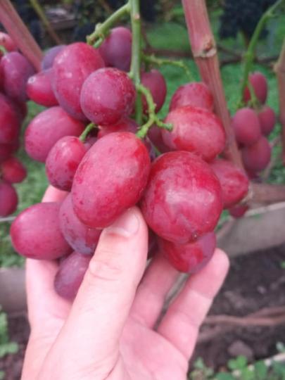 Виноград "ВЕЛЮР"